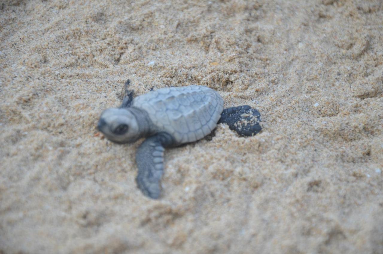 Turtle Beach House Vengurla Bagian luar foto