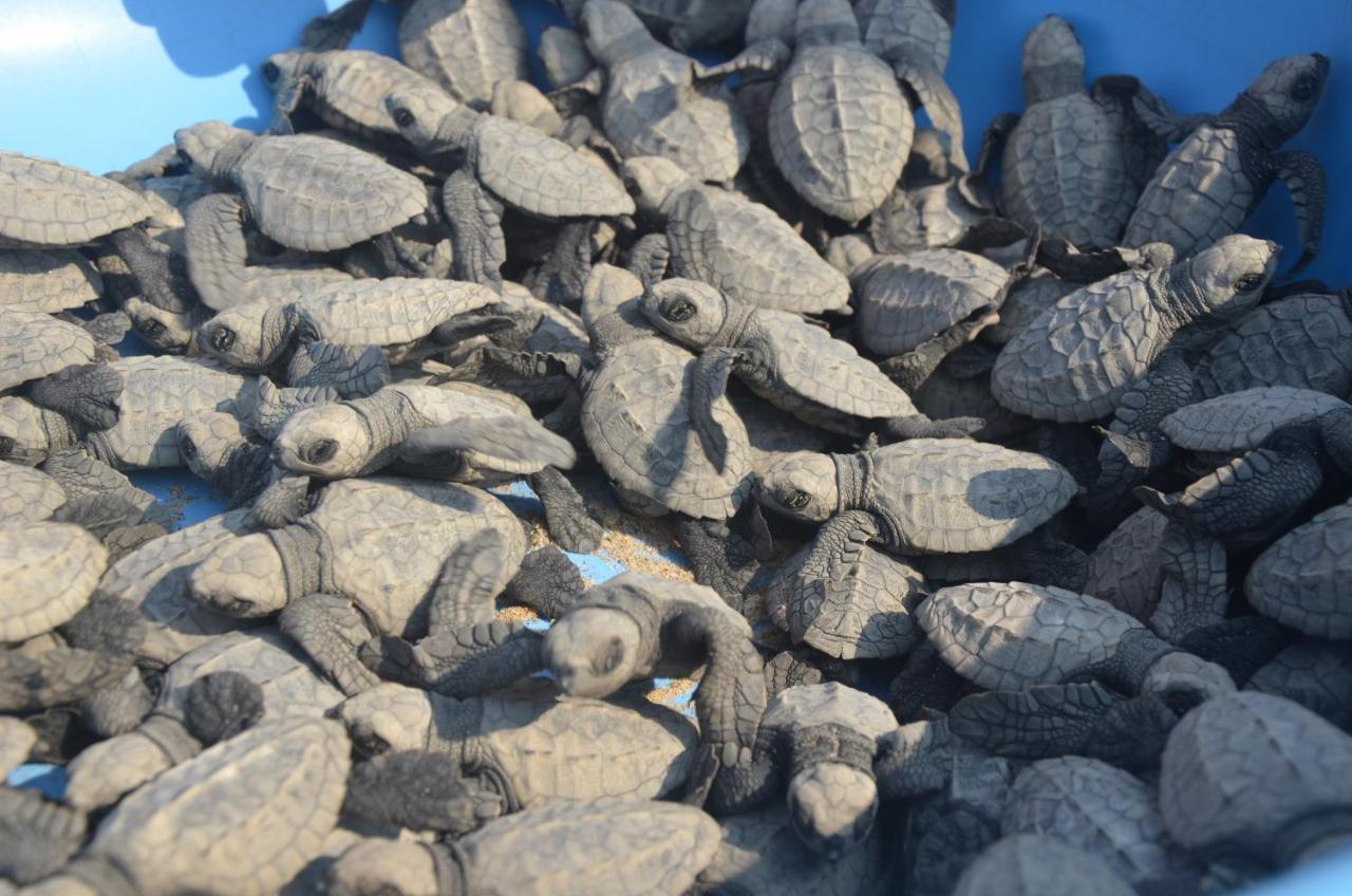 Turtle Beach House Vengurla Bagian luar foto
