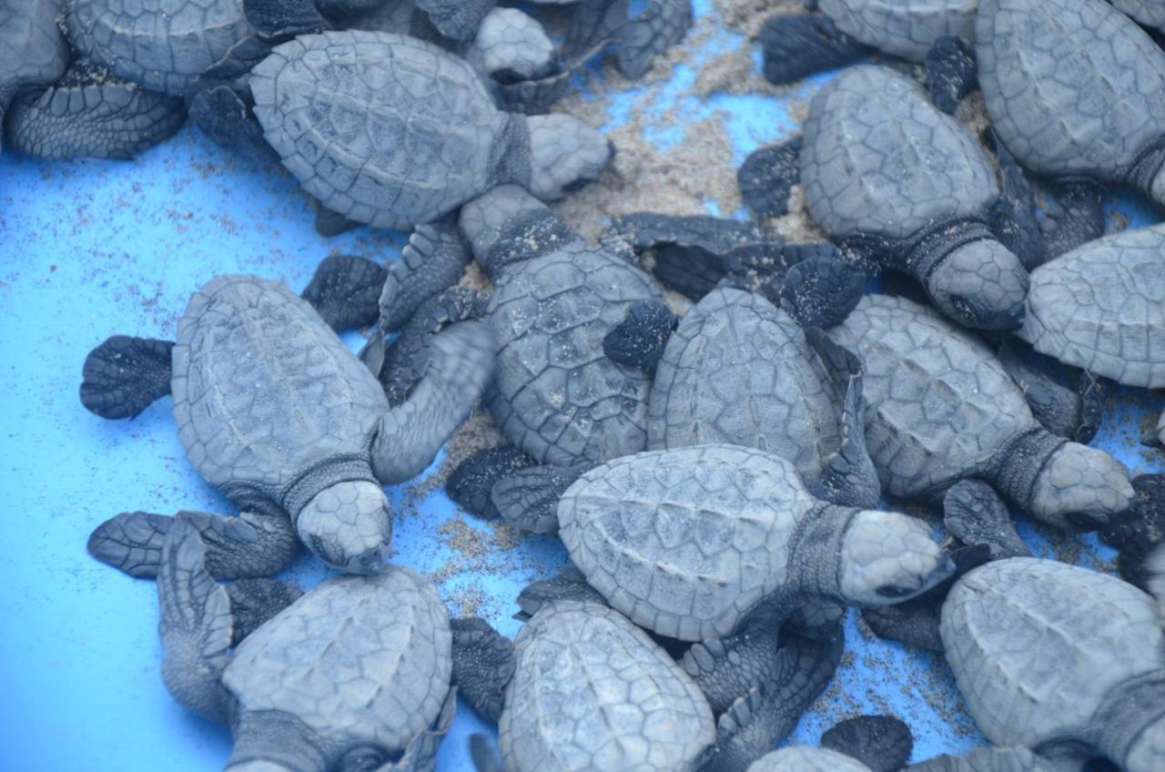 Turtle Beach House Vengurla Bagian luar foto